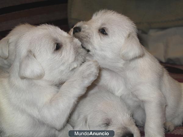 Schnauzer Miniatura Blanco