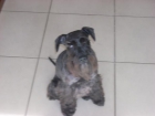 schnauzer miniatura negro de girona busca novia - mejor precio | unprecio.es