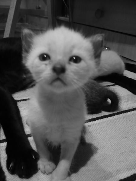 Se regalan gatitos pequeños