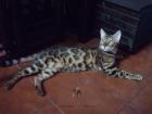 Treboada bengals, ¡¡¡¡¡¡¡camada el 18 de septiembre!!!!!!! - mejor precio | unprecio.es