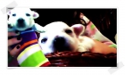 ¡¡¡¡VENDO PERROS¡¡¡ listos para los reyes¡¡¡¡¡ - mejor precio | unprecio.es