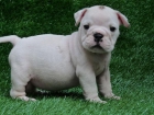 Bueno buscando cachorros Bulldog Inglés Están con una elegante - mejor precio | unprecio.es