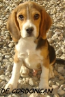 Cachorros Beagle - mejor precio | unprecio.es