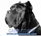 CANE CORSO - NUEVAS CAMADAS DE GRAN CALIDAD - mejor precio | unprecio.es