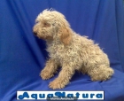 ELIGE TU CACHORRO –GARANTIA AQUANATURA- ASESORAMIENTO PROFESIONAL - mejor precio | unprecio.es