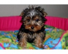 Hermoso y saludable Yorkshire Terrier - mejor precio | unprecio.es
