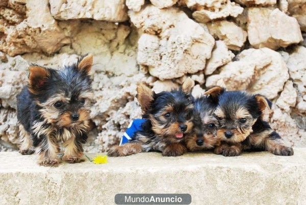 Juguetones cachorros de Yorkshire