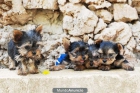Juguetones cachorros de Yorkshire - mejor precio | unprecio.es