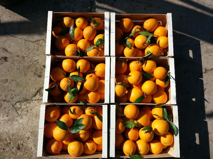 Naranjas Valencianas de mesa 20kg