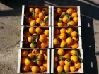Naranjas Valencianas de mesa 20kg - mejor precio | unprecio.es