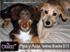 Pipa y asia cahorritas en adopcion madrid toledo - mejor precio | unprecio.es