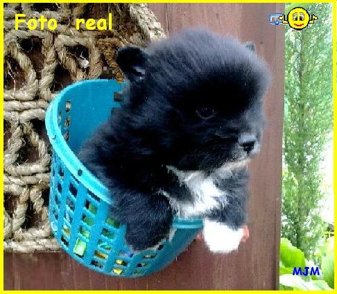 Pomerania , lulu enano blanco 390€