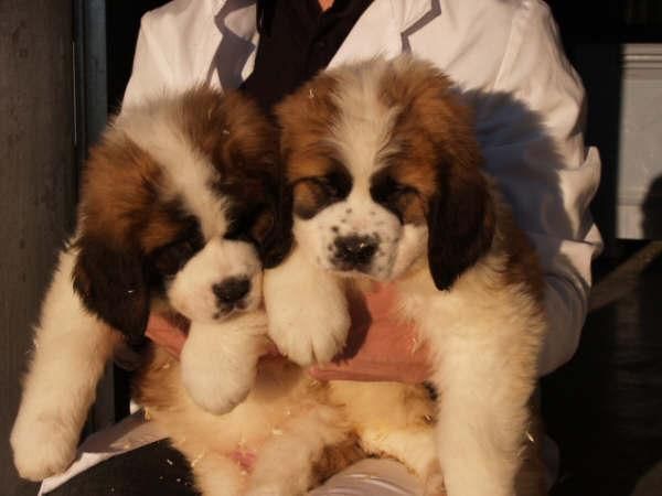 Preciosos San Bernardo ¡Garantía Veterinaria