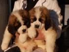 Preciosos San Bernardo ¡Garantía Veterinaria - mejor precio | unprecio.es