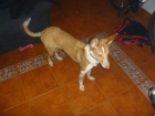 regalo cachorro de podenco de 7 meses - mejor precio | unprecio.es