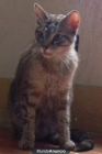 CERLER GATO EN ADOPCIÓN, MUY CARIÑOSO, PERO ESTÁ MUY DEPRIMIDO PORQUE LO HAN ABANDONADO - mejor precio | unprecio.es