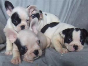 * HERMOSOS BULLDOG FRANCES A SOLO 120