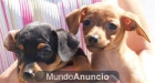 ¡ Tu Mini Pincher, el mejor cachorro ! - mejor precio | unprecio.es
