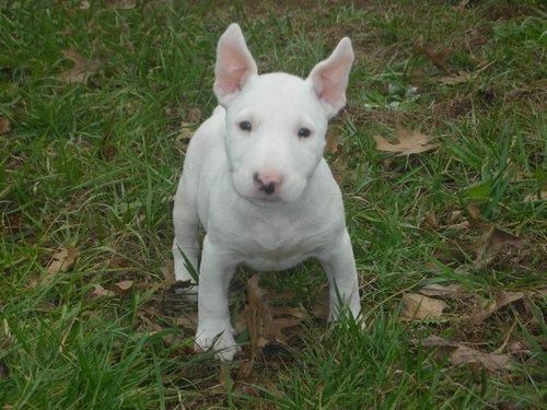 bull terrier listo para volver a casa,