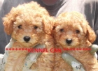 Cachorros de calidad de caniche enano - mejor precio | unprecio.es