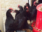 gallinas castellanas de 5 meses a 15€ - mejor precio | unprecio.es