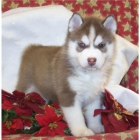 PRECIOSOS HUSKYS DE OJOS AZULES - mejor precio | unprecio.es