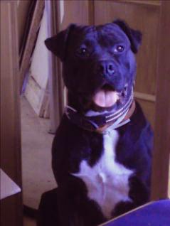 PROXIMA CAMADA PITBULL  dia 3 marzo 2011