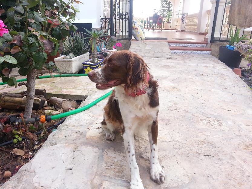 regalo perro breton