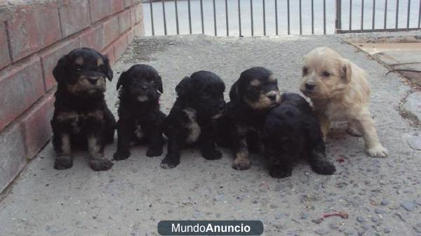 Se regalan perritos en Carmona (Sevilla