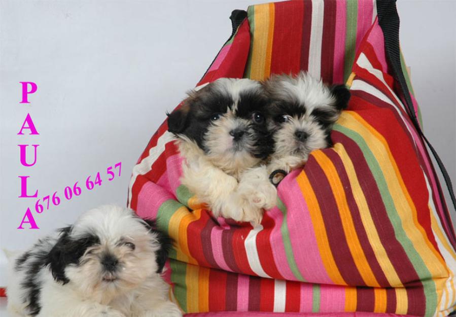Shih-tzu, excelentes y buen precio