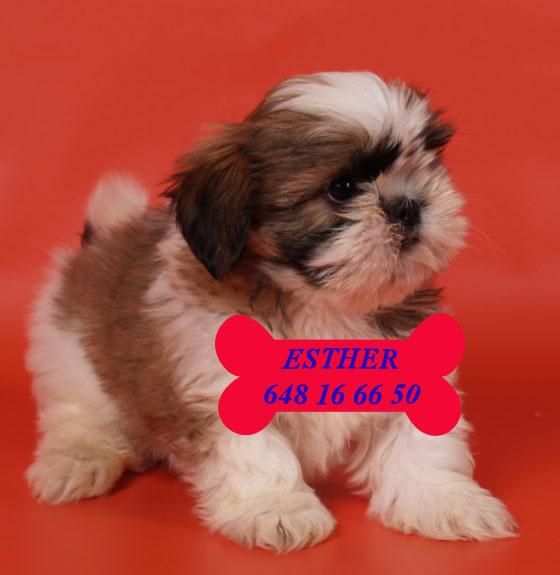 Shih-tzu, ¡Tu cachorro económico!