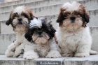Shih-Tzu, precios muy económicos - mejor precio | unprecio.es