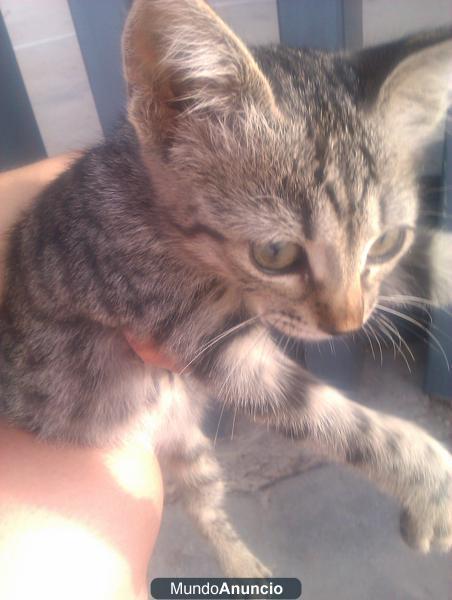 SOY UN GATITO DE 2 MESES QUE ME HAN ABANDONADO.