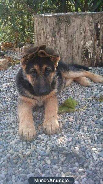 Ultimo cachorro Pastor Aleman Macho