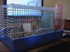 vendo 3 hamster rusos - mejor precio | unprecio.es