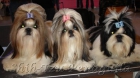 Adorables cachorritos de shih-tzu - mejor precio | unprecio.es