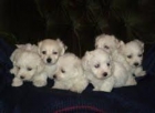 BICHON  MALTES  STANDAR   390  c/u - mejor precio | unprecio.es