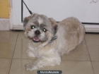 BOSE precioso shi tzu en adopción - mejor precio | unprecio.es