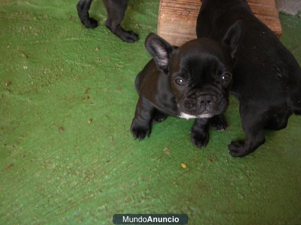 bulldog negro pecho blanco