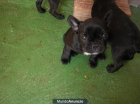 bulldog negro pecho blanco - mejor precio | unprecio.es