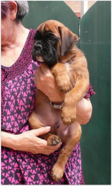 Cachorros boxer