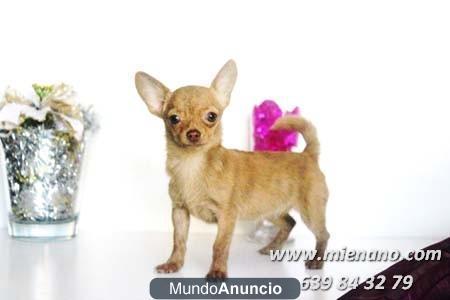 CHIHUAHUAS MINI DE CALIDAD EN VENTA, GARANTIA MIENANO.COM