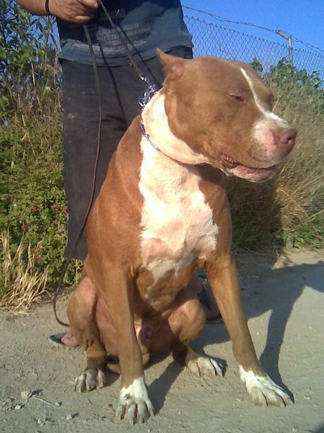 espectaculares cachorros  de pit bull red noise, muy anchos y bajitos