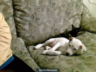 jack russell - mejor precio | unprecio.es