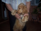 vendo cocker spaniel dorado de seis meses y con pedrigri muy barato 150 euros - mejor precio | unprecio.es