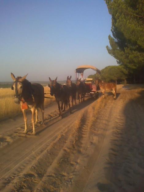 alquiler de carro romerias y bodas