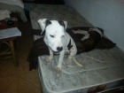 American Staffordshire terrier! en ibiza - mejor precio | unprecio.es