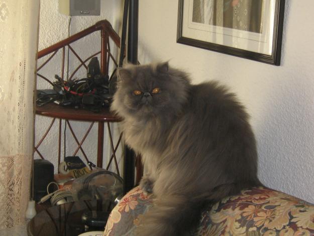 busco gato persa macho para enparehar