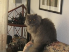 busco gato persa macho para enparehar - mejor precio | unprecio.es
