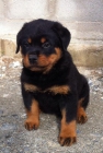 Cachorro rottweiler - mejor precio | unprecio.es